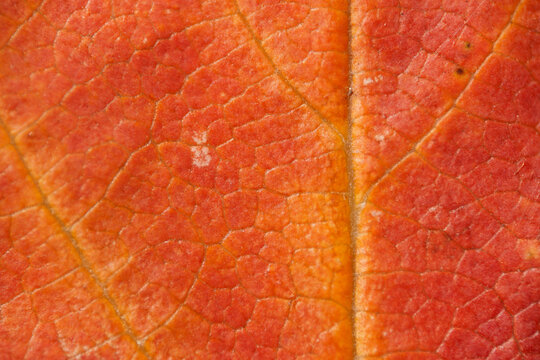 Red and Orange Leaf Surface Macro with Visible Veins
