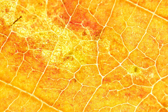 Golden Orange Leaf Surface in Detailed Macro Texture