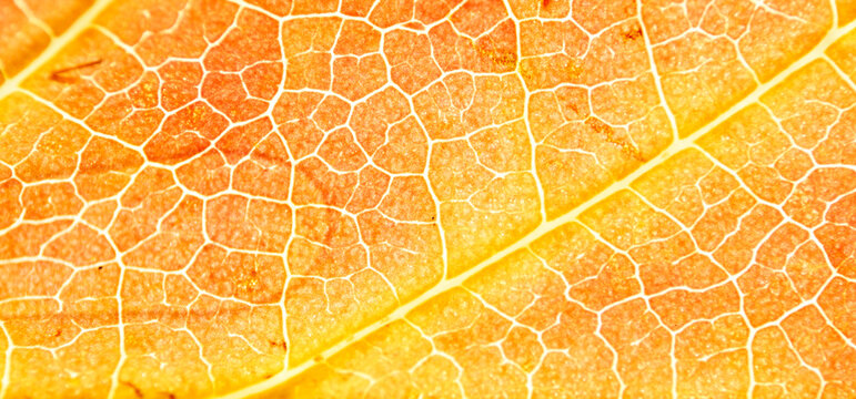 Warm Orange Leaf Veins in Bright Macro Detail