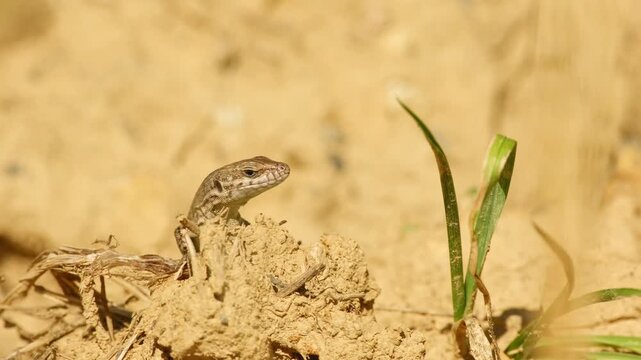 Common wall lizard raising its head above dry soil and basking in warm sunlight.