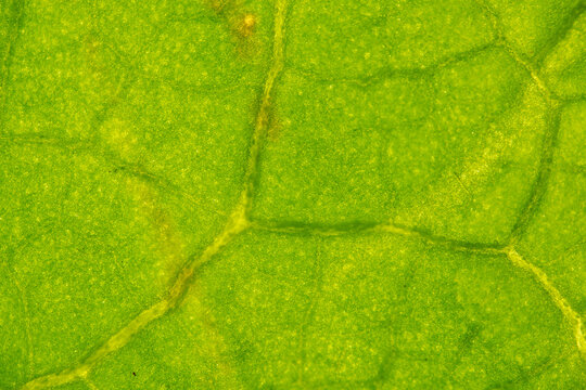 Soft Green Backlit Leaf Macro Texture