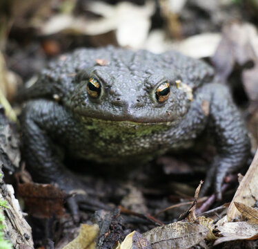 Common toad frog (Bufo bufo) in the wild
