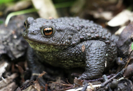 Common toad frog (Bufo bufo) in the wild