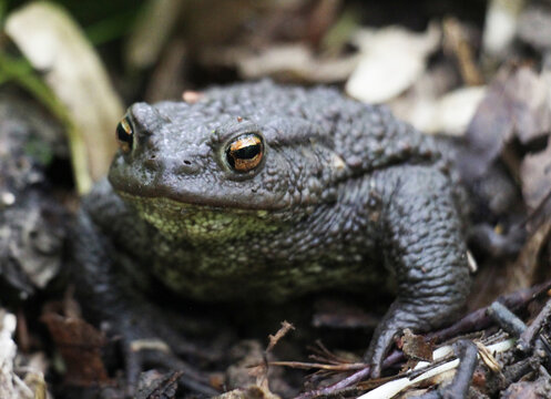 Common toad frog (Bufo bufo) in the wild
