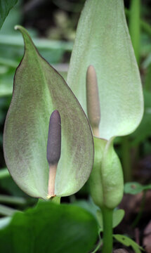 Besser's arum (Arum besserianum) blooms in the forest in spring.