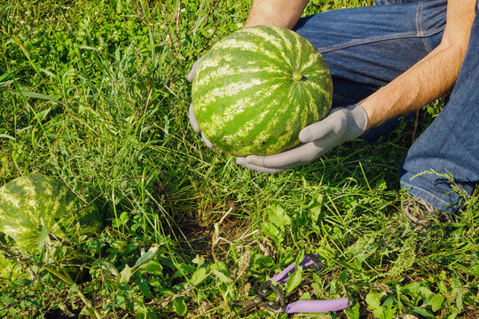 Hands in gloves picking ripe watermelon from green garden patch