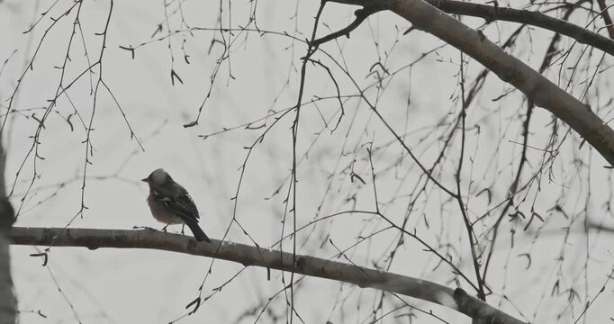 Eurasian Chaffinch, Common Chaffinch