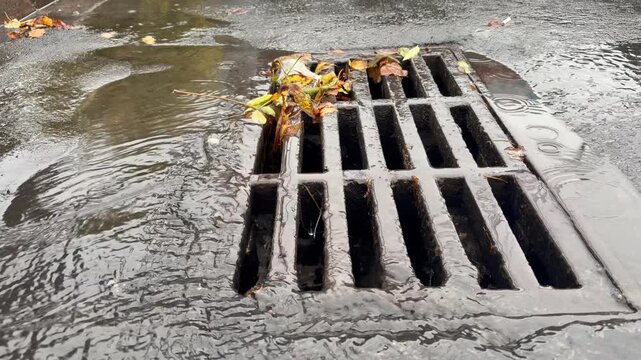 Rainwater flows into a metal grate in the asphalt that is clogged with fallen leaves. The sewer system