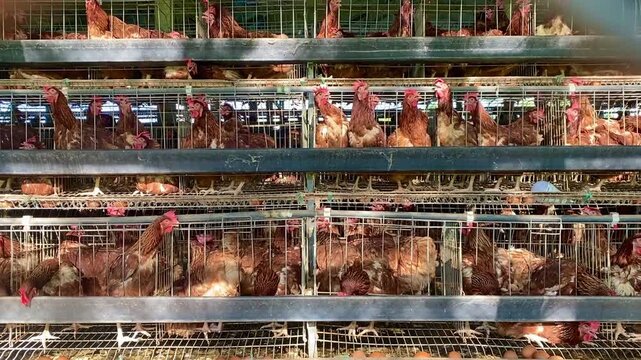 Multi-Tiered Battery Cages with Laying Hens in Commercial Farm