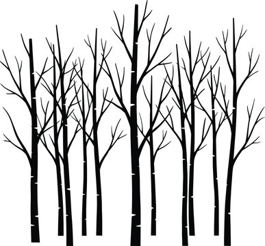 Bare Birch Tree Forest Silhouette Winter Woods Nature Illustration Design