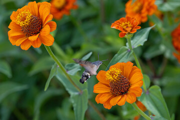 a hummingbird hawk-moth (Macroglossum stellatarum) hovers in mid-air while feeding on the nectar of bright orange zinnia blossoms in a sunny garden © mschauer