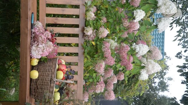 Summer gardening still life; wicker basket with ripe apples, bunch of pink hydrangea flowers on a wooden bench in the blooming garden