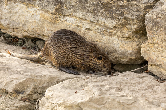 Wild nutria (Myocastor coypus) among rocks near water