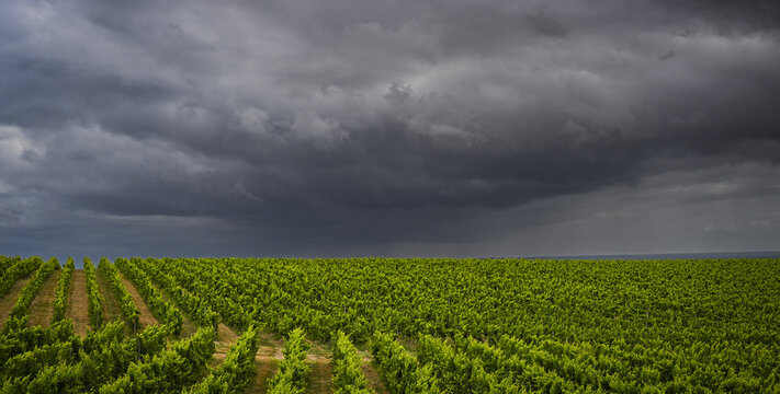 FRANCE, GIRONDE 33 ENTRE-DEUX-MERS. THUNDERSTORM OVER THE VINEYARD NEAR THE VILLAGE OF LANGOIRAN