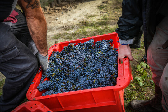 FRANCE, GIRONDE 33 LEOGNAN, HARVEST MANUAL OF RED GRAPES CABERNET SAUVIGNON, CHATEAU BROWN, AOC PESSAC LEOGNAN
