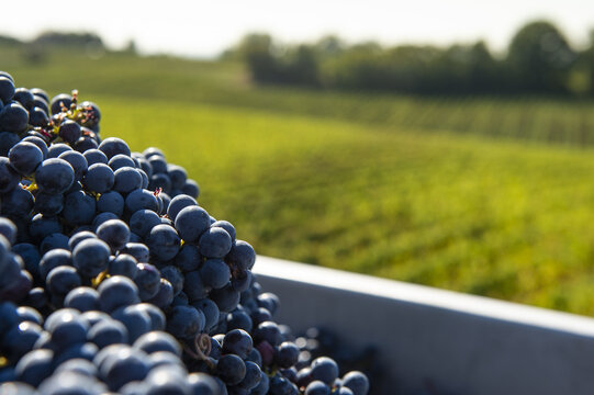 FRANCE, GIRONDE 33 L'ENTRE DEUX MERS. RIONS, AOC CADILLAC VINEYARD, HAND-PICKED RED GRAPES MERLOT