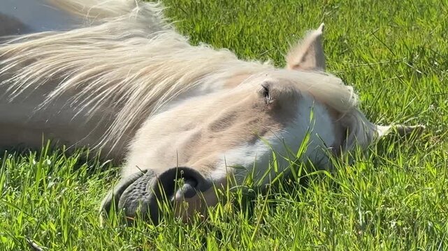  Horse lying on meadow &mdash; close-up of head, calm summer day (16:9)