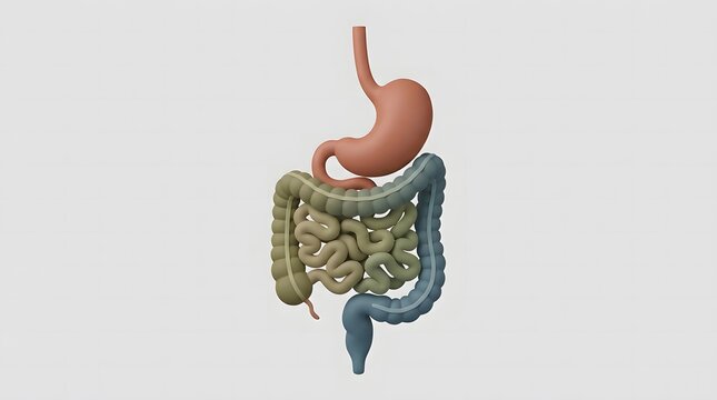 Human digestive system model showing stomach intestines and colon on a neutral background.