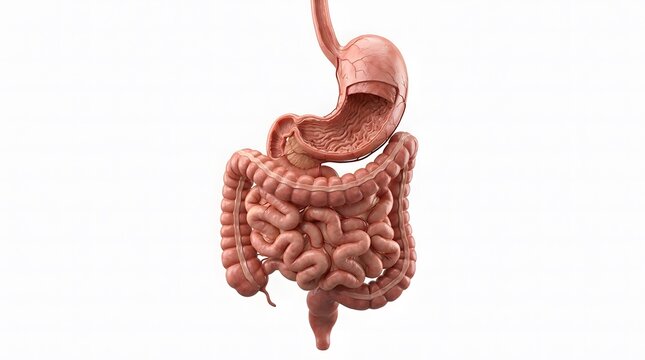 Anatomical 3D Illustration of Human Digestive System with Stomach and Intestines Isolated on White Background.