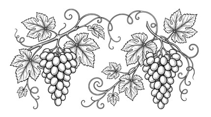 Obraz premium Vintage grape vine engraving, hand drawn grapevine branch with clusters of grapes and leaves, black and white vineyard botanical vector illustration