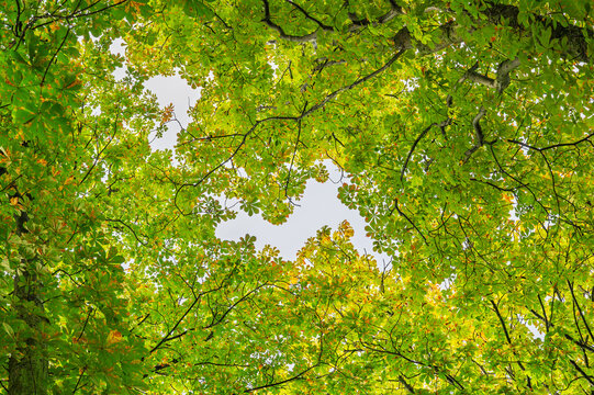 Low angle view of lush green horse chestnut tree canopy with bright sky