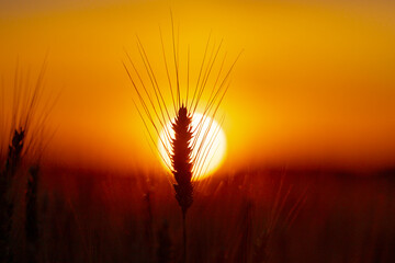 Obraz premium Spike in golden sunlight. Spike with long awn. Wheat spike close up. Cereal spike in field.