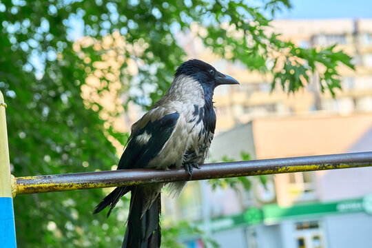 City break.Grey crow pensively rests,sitting on sport bar