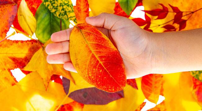 Leaf collection among isolated maple leaves. Hand holding colorful maple leaf. Leaves in hand closeup. Autumn fall leaves background.