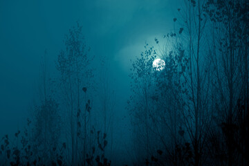 Obraz premium Night mysterious landscape in cold tones - silhouettes of the forest trees in front of the full moon and dramatic night sky. Halloween background.