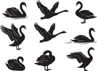 Fototapeta premium BlackSwanIllustrationsFlyingSwimmingPositionsTransparentBackground