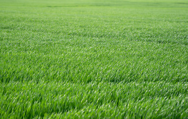 Obraz premium Green lawn with Grass. Summer green Grass field. Field of green Grass. Grass texture.