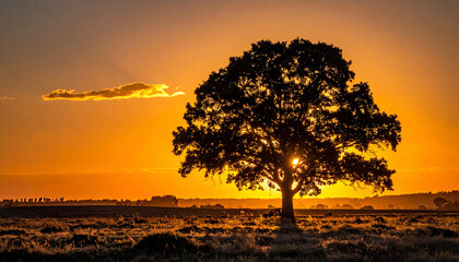 Naklejka premium A solitary oak tree stands in silhouette against a golden sunset, evoking peace and serenity in nature. This tranquil landscape scene contains nobody, perfect for themes of growth and harmony.