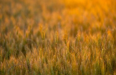 Obraz premium Cereal ear stands backlit. Cereal crop meets sunlight. Golden cereal silhouette fills field. Rural cereal plant at sunset.