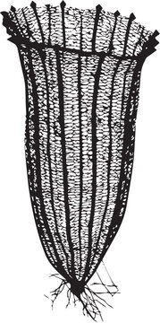 Title:
Black Silhouette of Venus Flower Basket Glass Sponge with Intricate Lattice Structure and Root Tufts - Deep Sea Sponge Isolated on White