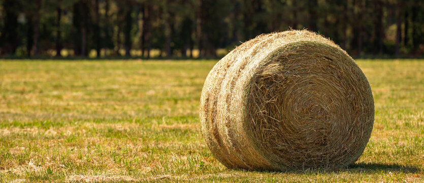 Haystack sits in rural farm landscape. Haystack background feels rustic and natural. Sunny field frames haystack near pasture. Harvested grass forms haystack for feed.