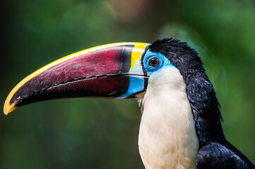 Toucan portrait with colorful beak close up © Georg