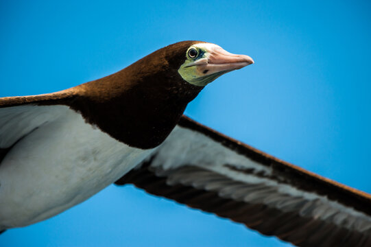 Brown booby seabird in flight close up