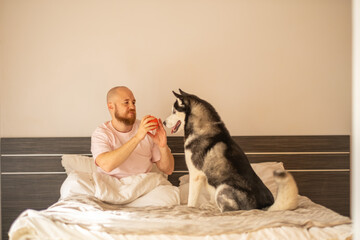 Owner shows red ball to husky waiting attentively on white bed, playing teaching patience to both, warmth of shared home morning. Wide shot. Concept of playing with dog toy at home © iwavephoto