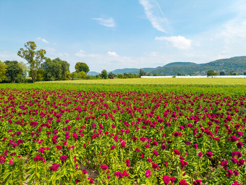 Campo de flores de terciopelo pata de le&oacute;n en floraci&oacute;n bajo cielo soleado en Michoac&aacute;n, M&eacute;xico