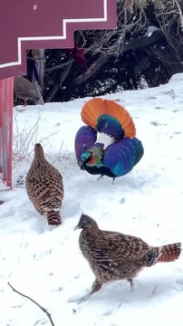 A colorful male Himalayan Monal pheasant displaying its vibrant feathers to a female in the snow