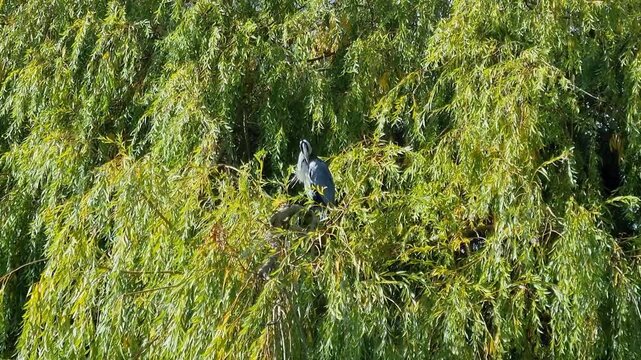 Heidenfahrt, Rhineland Palatinate, Germany: Grey heron perched on tree branch among green foliage in natural surroundings.