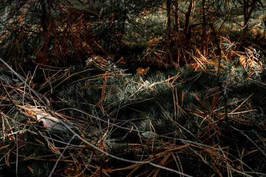 Green moss and yellow pine needles