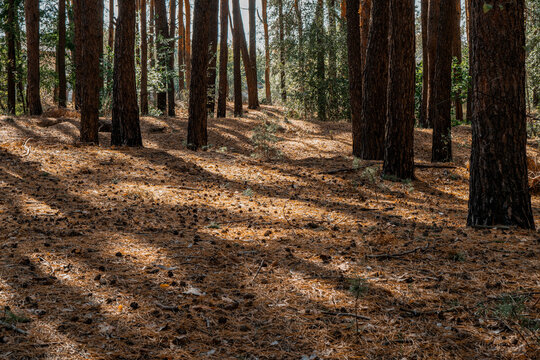 Trunks of slender pine trees in the forest