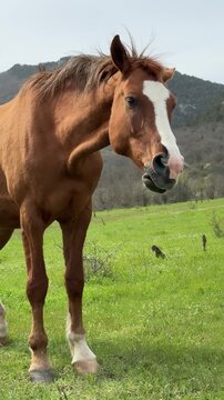 Chestnut horse shakes head and licks lips in green meadow &mdash; vertical close‑up