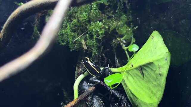 Yellow striped poison frog Dendrobates truncatus on wet plants in Colombian tropical rainforest habitat. Amphibian wildlife, zoology, biodiversity, nature observations, science education and research.
