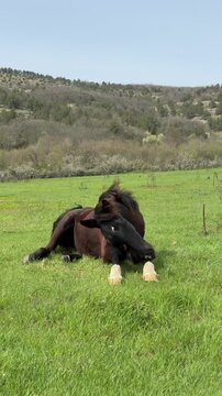  Black horse lying on green meadow at hillside, calm spring day 9 16