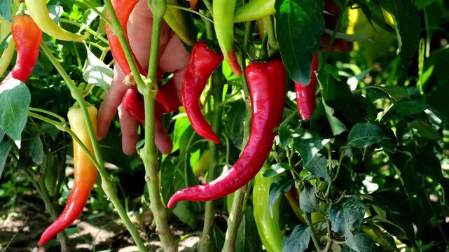 Farmer harvesting ripe red chili peppers with pruner shears from plant in organic garden, close up shot