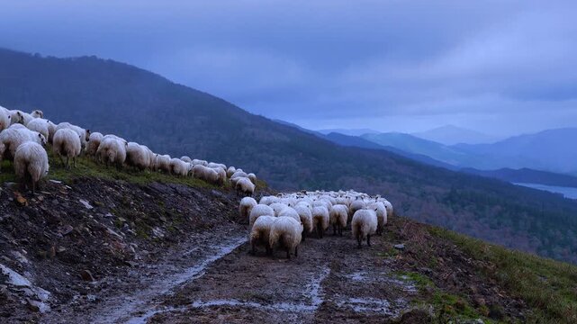 Flock of Latxa sheep (Basque: latxas) transhumant between Sodupe (Bizkaia) and the Losa Valley (Burgos). Las Merindades region. Burgos. Castile and Le&oacute;n. Spain