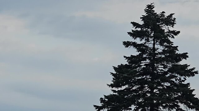 Pine tree at a distance in a cloudy day video