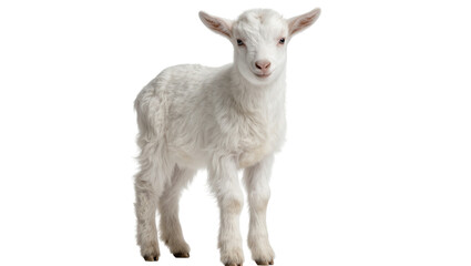Fototapeta premium Fluffy white baby goat standing, isolated on transparent background